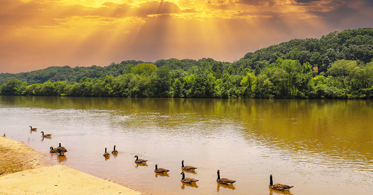 Geese floating in the Chattahoochee River, Azalea Park, Roswell